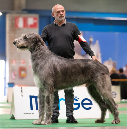 🇮🇹  NDS  CREMONA 𝓐𝓻𝓴𝓱𝓪𝓶 Abra Kadabra BEST IN SHOW 2nd