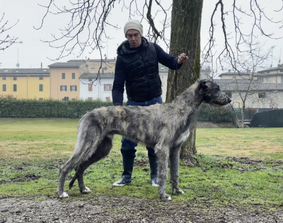 Arkham Ａｃｈｉｌｌｅｓ  9 month old