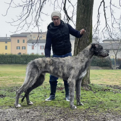 Arkham Ａｃｈｉｌｌｅｓ  9 month old