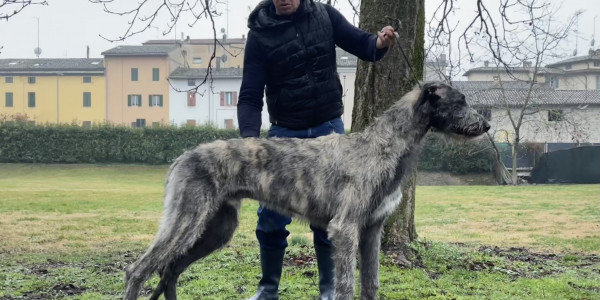 Arkham Ａｃｈｉｌｌｅｓ  9 month old