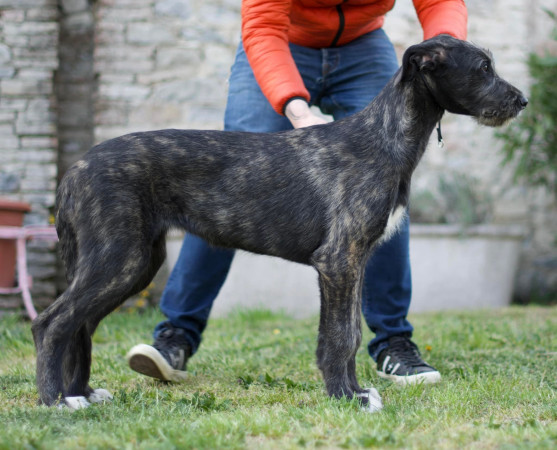 Arkham Alexandria Zahra aka Lexi and Duncan Zowie aka Zowie- Arkham Irish Wolfhounds