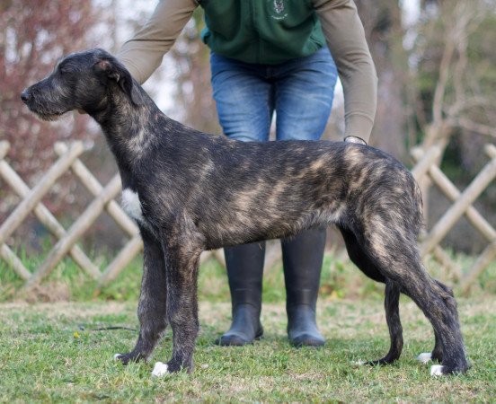 Arkham Alexandria Zahra aka Lexi and Duncan Zowie aka Zowie- Arkham Irish Wolfhounds