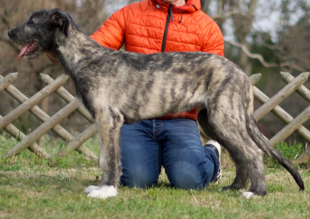 Arkham Alexandria Zahra aka Lexi and Duncan Zowie aka Zowie- Arkham Irish Wolfhounds