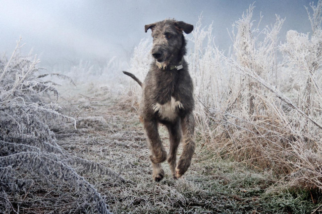 Arkham Iraconda 9 month old ❄️