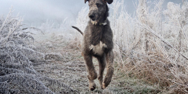 Arkham Iraconda 9 month old ❄️