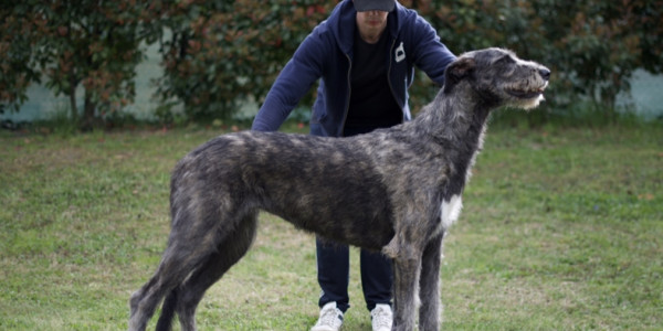 Arkham irish wolfhound  Alexandria Zahra aka Lexi - 16 months old