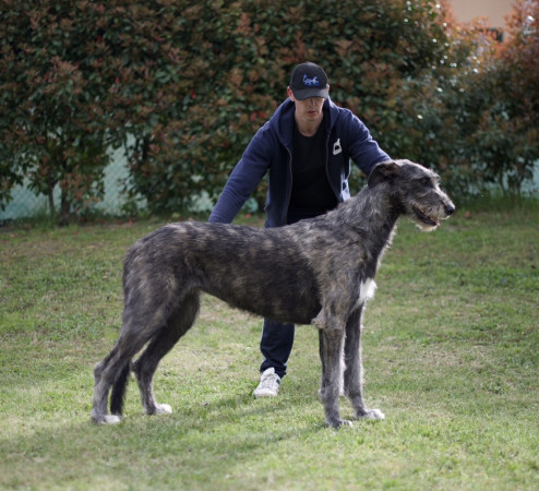 Arkham irish wolfhound  Alexandria Zahra aka Lexi - 16 months old