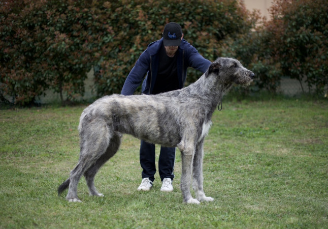 Arkham irish wolfhound Duncan Zowie - 16 months old