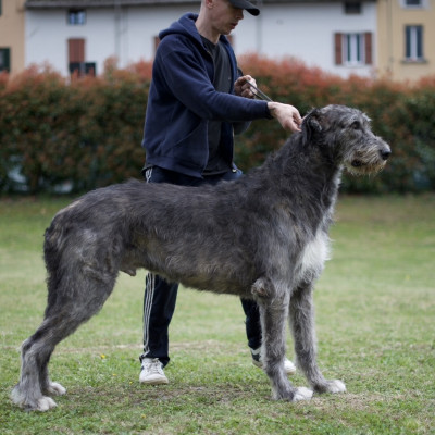 Arkham irish wolfhound - Rockhart Mistress of the  Dark & Castlekeep's Evil Enchanter at Arkham update