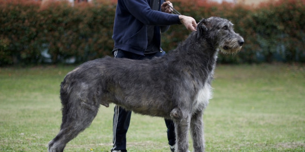 Arkham irish wolfhound - Rockhart Mistress of the  Dark & Castlekeep's Evil Enchanter at Arkham update