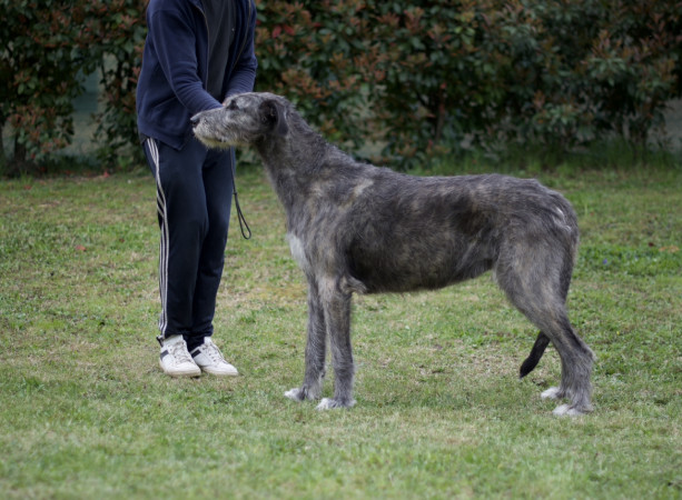 Arkham irish wolfhound - Rockhart Mistress of the  Dark & Castlekeep's Evil Enchanter at Arkham update