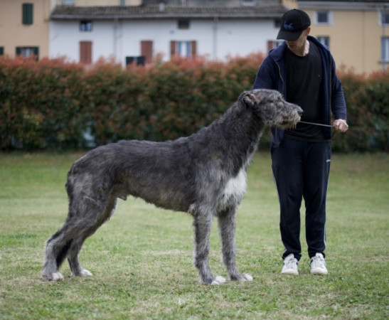 Arkham irish wolfhound - Rockhart Mistress of the  Dark & Castlekeep's Evil Enchanter at Arkham update