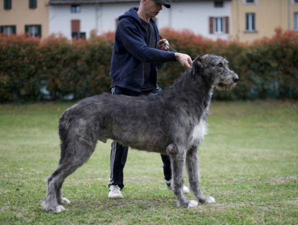 Arkham irish wolfhound - Rockhart Mistress of the  Dark & Castlekeep's Evil Enchanter at Arkham update