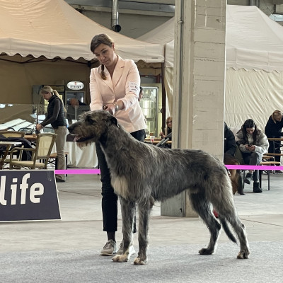 ARKHAM WOLFHOUNDS - Arkham Abra Kadabra at international Dog Show Novara and Alessandria