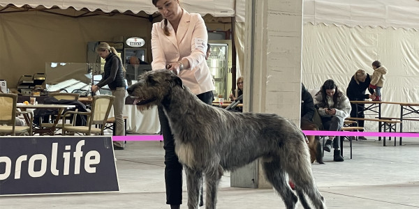 ARKHAM WOLFHOUNDS - Arkham Abra Kadabra at international Dog Show Novara and Alessandria