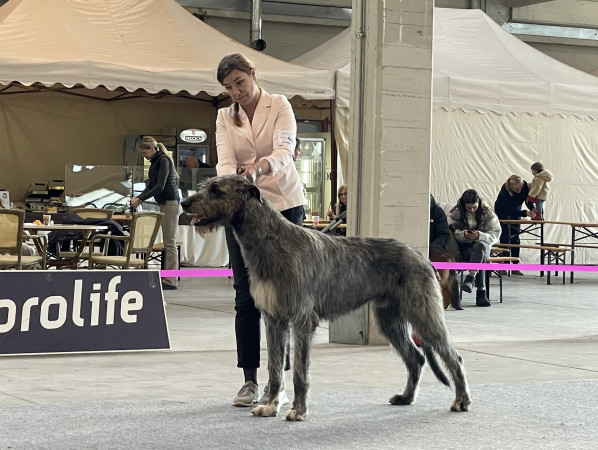 ARKHAM WOLFHOUNDS - Arkham Abra Kadabra at international Dog Show Novara and Alessandria