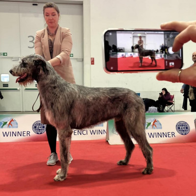 ARKHAM  WOLFHOUNDS - Arkham Abra Kadabra,  ENCI winner 2024 National Specialty🇮🇹