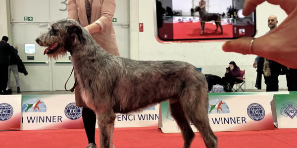 ARKHAM  WOLFHOUNDS - Arkham Abra Kadabra,  ENCI winner 2024 National Specialty🇮🇹