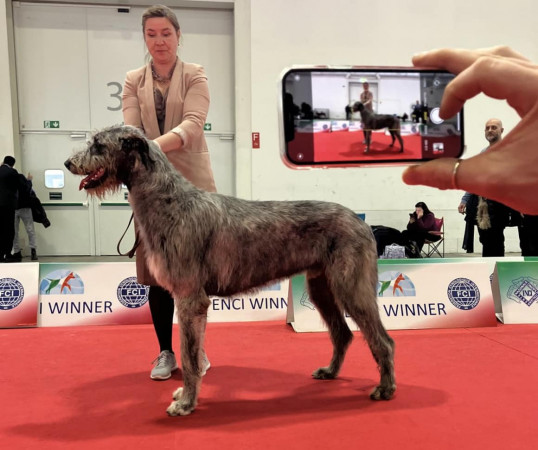 ARKHAM  WOLFHOUNDS - Arkham Abra Kadabra,  ENCI winner 2024 National Specialty🇮🇹