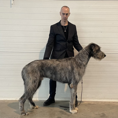 ARKHAM  WOLFHOUNDS - Arkham Abra Kadabra, European Dog Show 2024 Slovenia