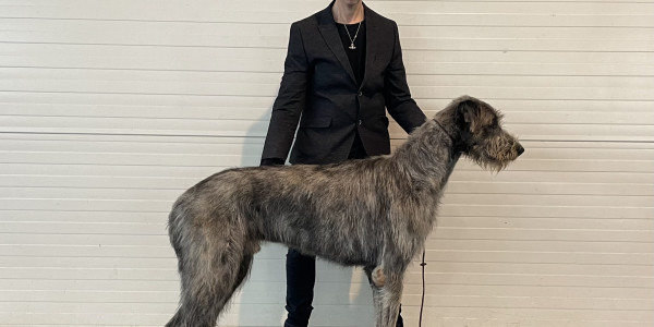 ARKHAM  WOLFHOUNDS - Arkham Abra Kadabra, European Dog Show 2024 Slovenia