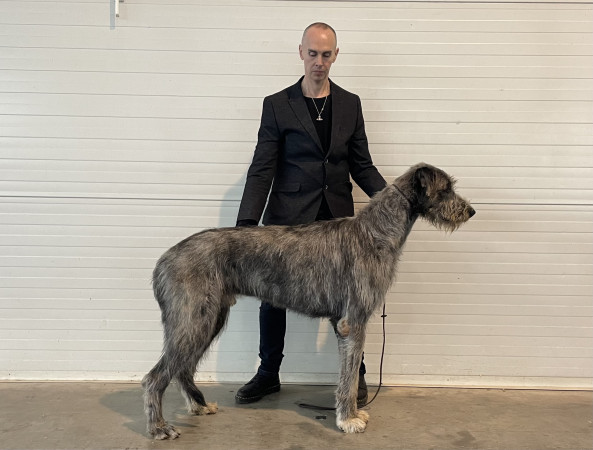 ARKHAM  WOLFHOUNDS - Arkham Abra Kadabra, European Dog Show 2024 Slovenia