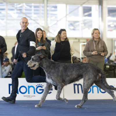 ARKHAM WOLFHOUNDS- Arkham Alexandria Zahara  got EXC 1st CAC in OPEN CLASS  at European Dog Show 2024 Slovenia