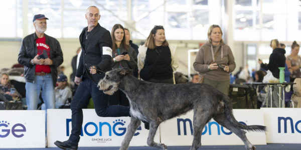 ARKHAM WOLFHOUNDS- Arkham Alexandria Zahara  got EXC 1st CAC in OPEN CLASS  at European Dog Show 2024 Slovenia