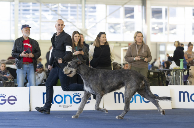 ARKHAM WOLFHOUNDS- Arkham Alexandria Zahara  got EXC 1st CAC in OPEN CLASS  at European Dog Show 2024 Slovenia