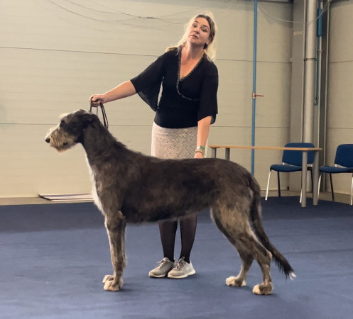 ARKHAM WOLFHOUNDS- Arkham Alexandria Zahara  got EXC 1st CAC in OPEN CLASS  at European Dog Show 2024 Slovenia