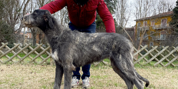 Arkham Wolfhounds - Baba Yaga 6 months old