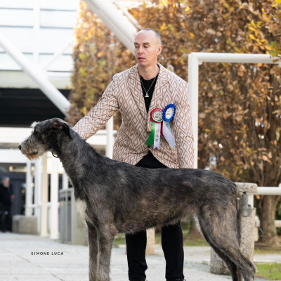 ARKHAM WOLFHOUNDS - ENCI WINNER 2023- BOLOGNA FIERE- ARKHAM ALEXANDRIA ZAHRA