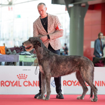 ARKHAM WOLFHOUNDS - ENCI WINNER 2023- BOLOGNA FIERE- LATIN WINNER ARKHAM ALEXANDRIA ZAHRA