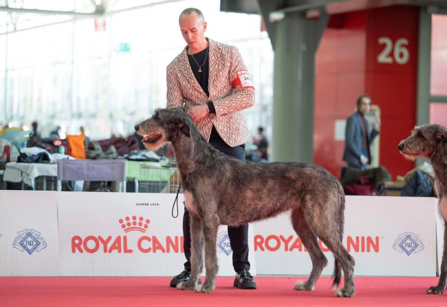 ARKHAM WOLFHOUNDS - ENCI WINNER 2023- BOLOGNA FIERE- LATIN WINNER ARKHAM ALEXANDRIA ZAHRA