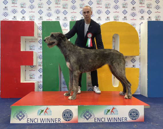 ARKHAM WOLFHOUNDS- ENCI Winner day 3 -Arkham Alexandria Zahra CAC and BOS