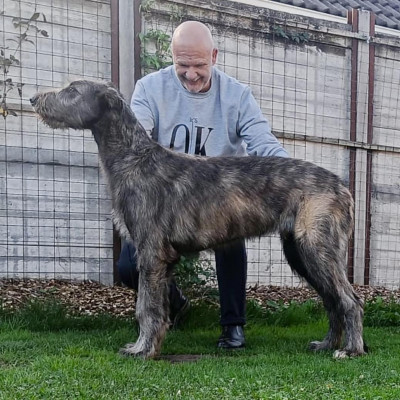 ARKHAM WOLFHOUNDS - Kilmarkham King of hearts aka CUORE 5 months old