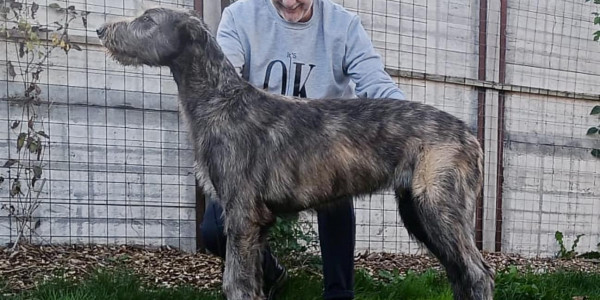 ARKHAM WOLFHOUNDS - Kilmarkham King of hearts aka CUORE 5 months old