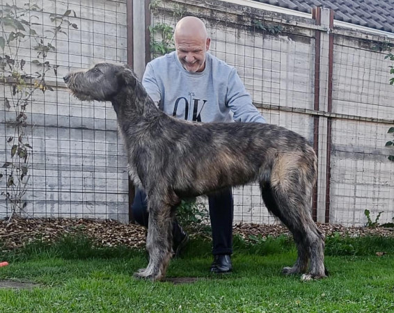 ARKHAM WOLFHOUNDS - Kilmarkham King of hearts aka CUORE 5 months old