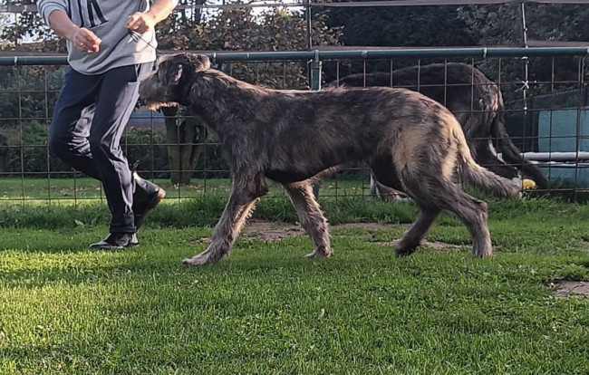 ARKHAM WOLFHOUNDS - Kilmarkham King of hearts aka CUORE 5 months old