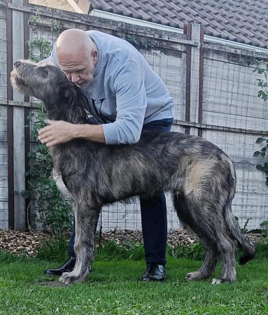 ARKHAM WOLFHOUNDS - Kilmarkham King of hearts aka CUORE 5 months old