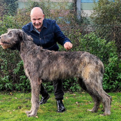 ARKHAM  WOLFHOUNDS - Kilmarkham King of hearts aka CUORE  6 months old