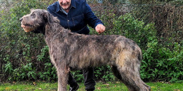 ARKHAM  WOLFHOUNDS - Kilmarkham King of hearts aka CUORE  6 months old