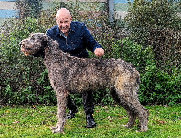 ARKHAM  WOLFHOUNDS - Kilmarkham King of hearts aka CUORE  6 months old