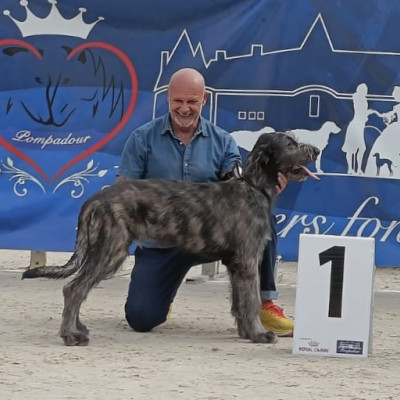 ARKHAM WOLFHOUNDS - Kilmarkham King of hearts aka CUORE  got Best Baby IW