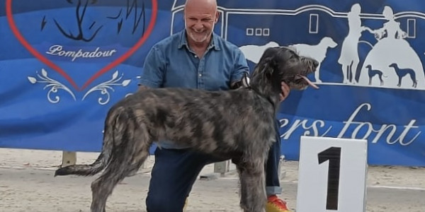 ARKHAM WOLFHOUNDS - Kilmarkham King of hearts aka CUORE  got Best Baby IW