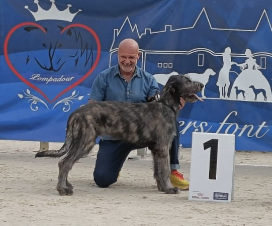 ARKHAM WOLFHOUNDS - Kilmarkham King of hearts aka CUORE  got Best Baby IW