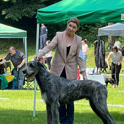 ARKHAM WOLFHOUNDS - NDS SEVESO - Arkham Abra Kadabra, 10 months old 1st Exc JCAC