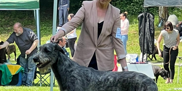 ARKHAM WOLFHOUNDS - NDS SEVESO - Arkham Abra Kadabra, 10 months old 1st Exc JCAC