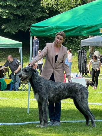 ARKHAM WOLFHOUNDS - NDS SEVESO - Arkham Abra Kadabra, 10 months old 1st Exc JCAC