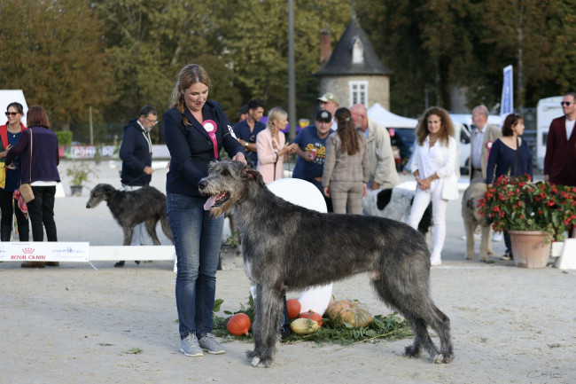 Arnac-Pompadour (France)  Sighthound Specialty  - Irish wolfhound Araberara Berlich